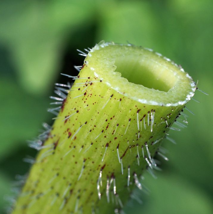 Querschnitt eines Riesen-Bärenklaus