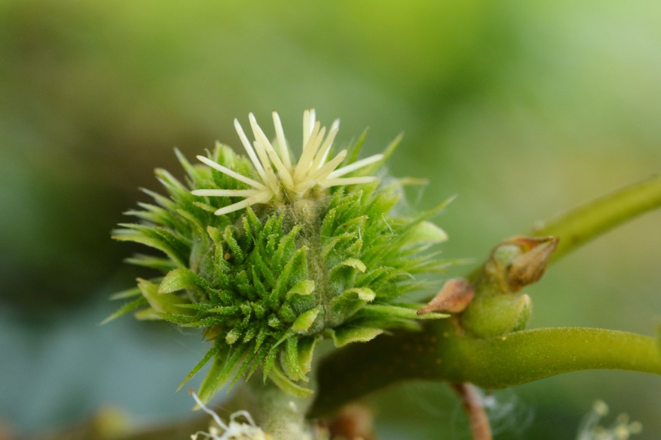 Esskastanie-weiblich