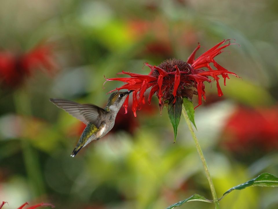 Ein weiblicher Rubinkehlkolibri beim Trinken von Nektar. 