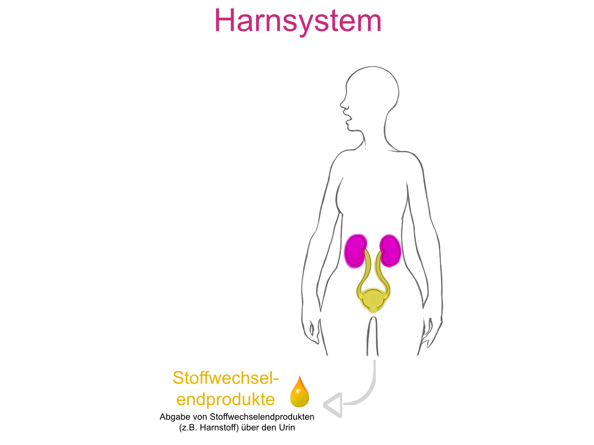 Das Ausscheidungssystem führt die Stoffwechselendprodukte (<sb-unit>z. B.</sb-unit Harnstoff über den Urin) aus dem Körper.