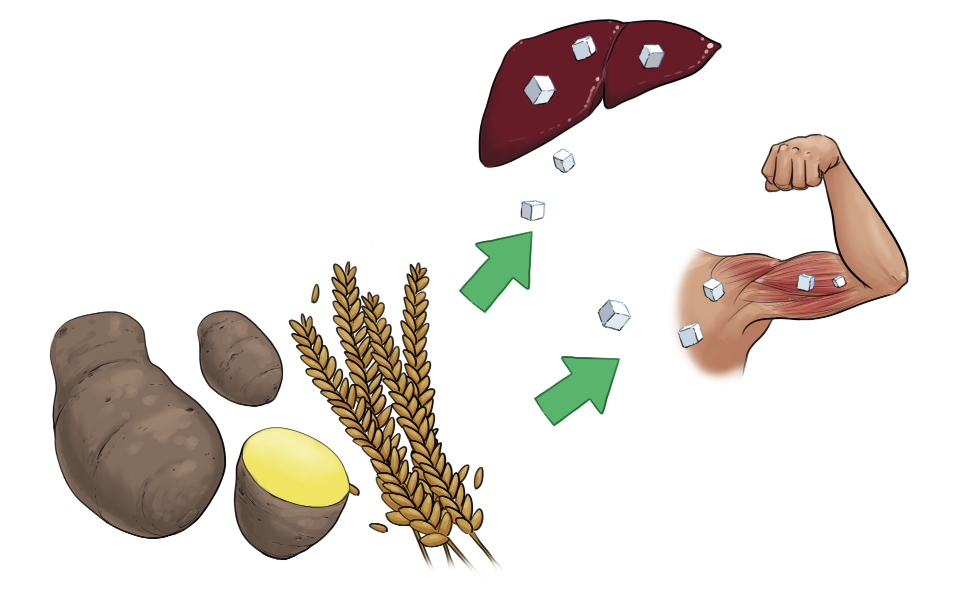 Kohlenhydrate aus Kartoffeln oder Getreide dient als Energie im Muskel oder als Speicherzucker in der Leber.