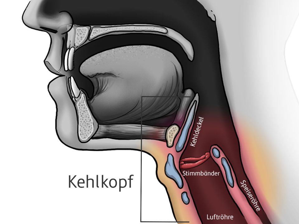 Grafische Darstellungen eines menschlichen Kehlkopfs von der Seite, mit farbiger Einzeichnung und Beschriftung von allen relevanten Teilen.