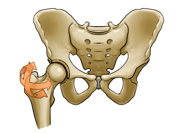Grafische Abbildung eines Hüftgelenkes mit orangenen Pfeilen der Drehbewegung des Gelenkes.