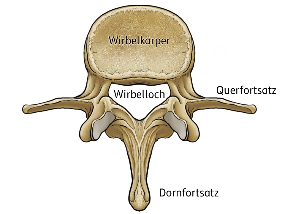 Grafisch dargestellter und beschrifteter Wirbelkörper. Der Aufbau eines Lendenwirbels mit Wirbelkörper, Wirbelloch, Dornfortsatz und zwei Querfortsätzen.