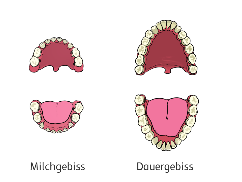 Milchgebiss im Vergleich zu einem Dauergebiss