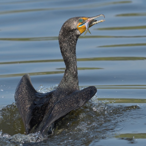 Kormoran