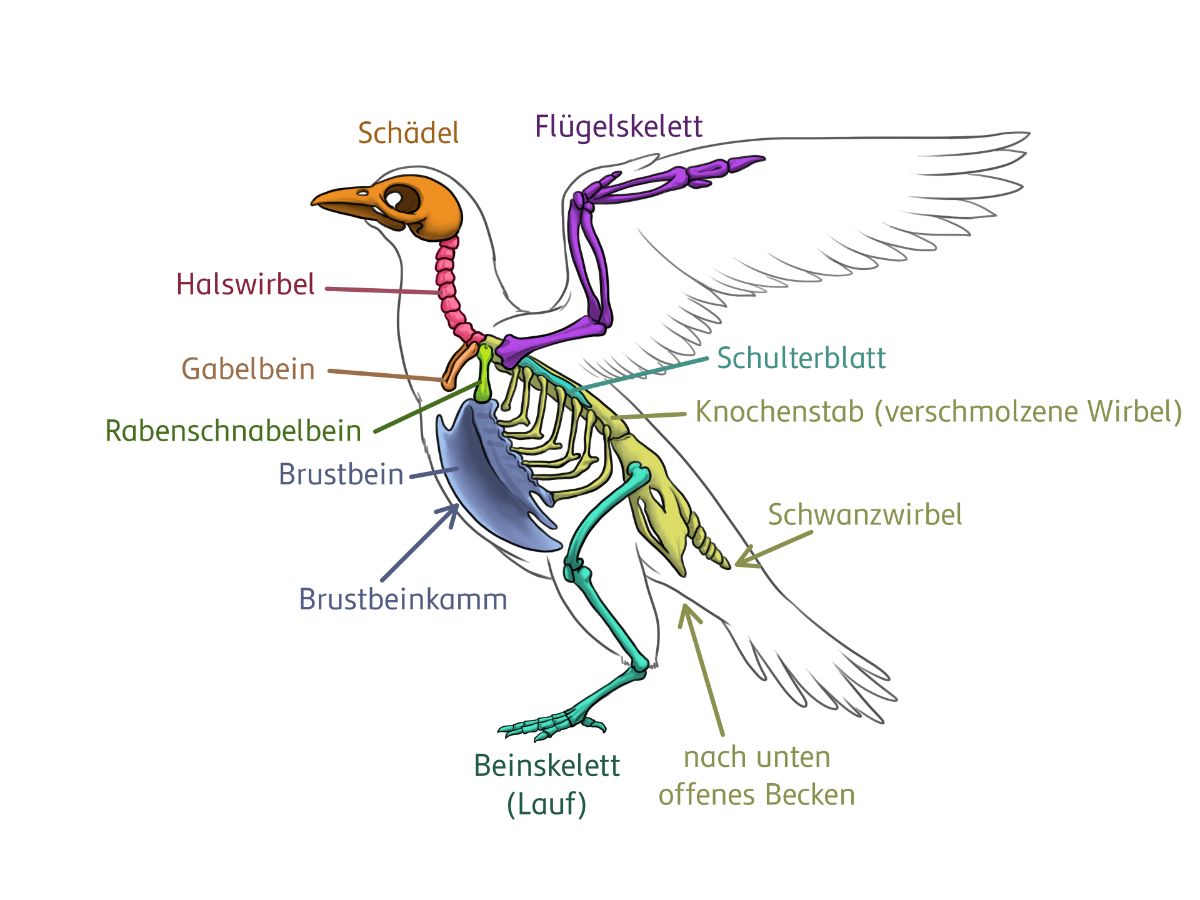 Vogelskelett mit Schädel, Halswirbel, Gabelbein, Rabenschnabelbein, Brustbein, Brustbeinkamm, Schulterblatt, Flügelskelett, Schwanzwirbel, nach unten offenem Becken und Beinskelett (Lauf).