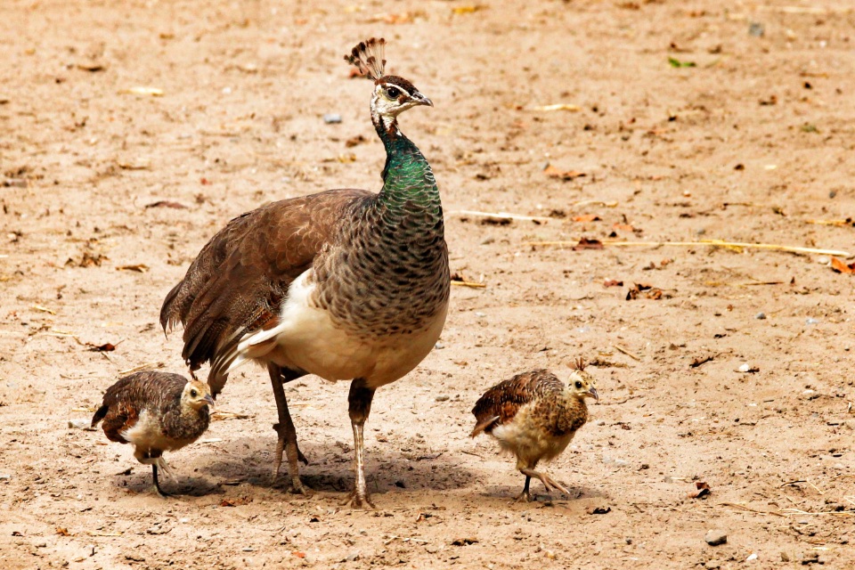 Weiblicher Pfau mit Jungen.