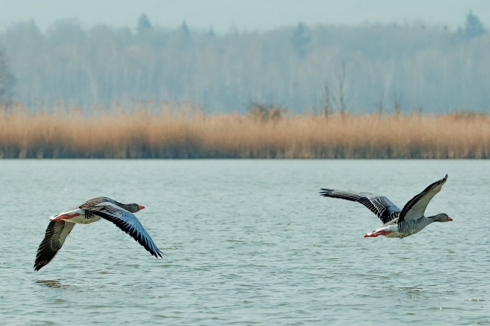 Zwei fliegende Graugänse