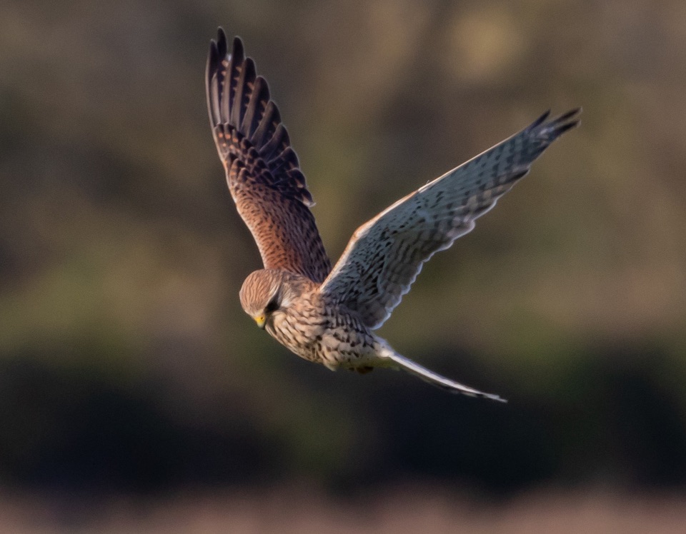 Ein Turmfalke im Rüttelflug visiert seine Beute an.