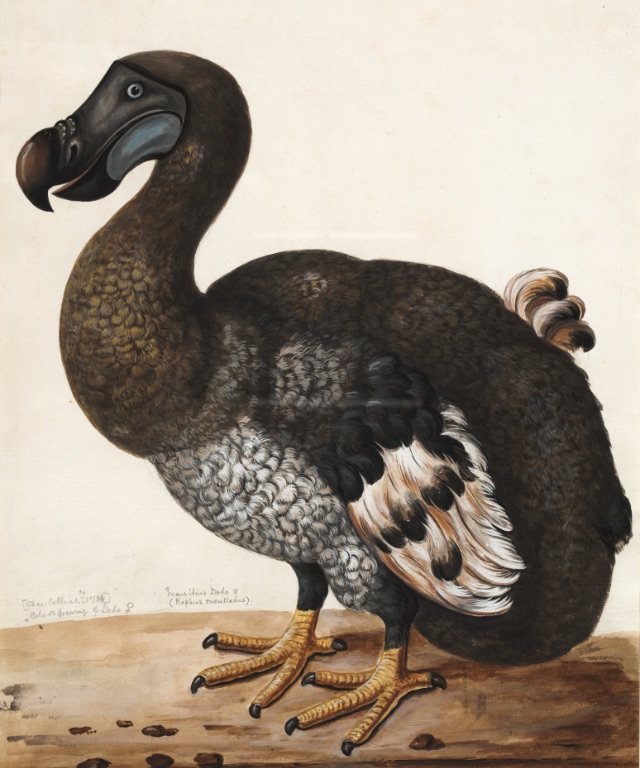 Dodo