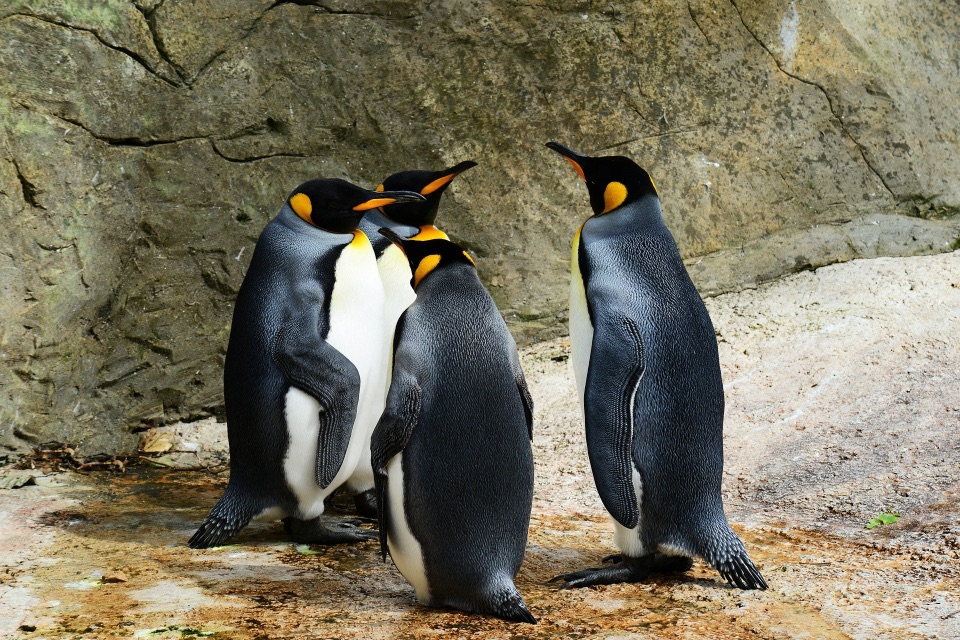 Königspinguin