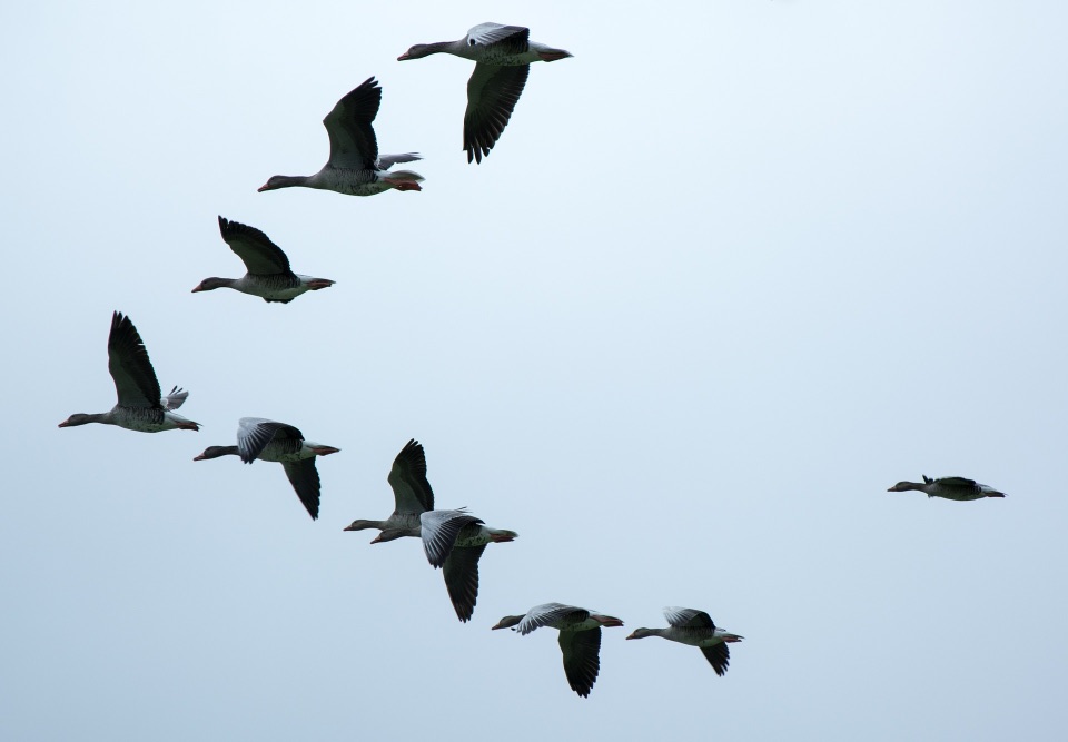 Wildgänse fliegen in einer V-Formation.