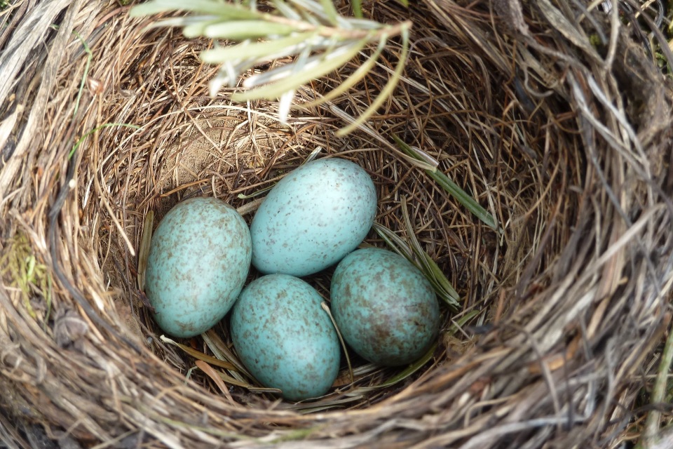 Amsel-Eier