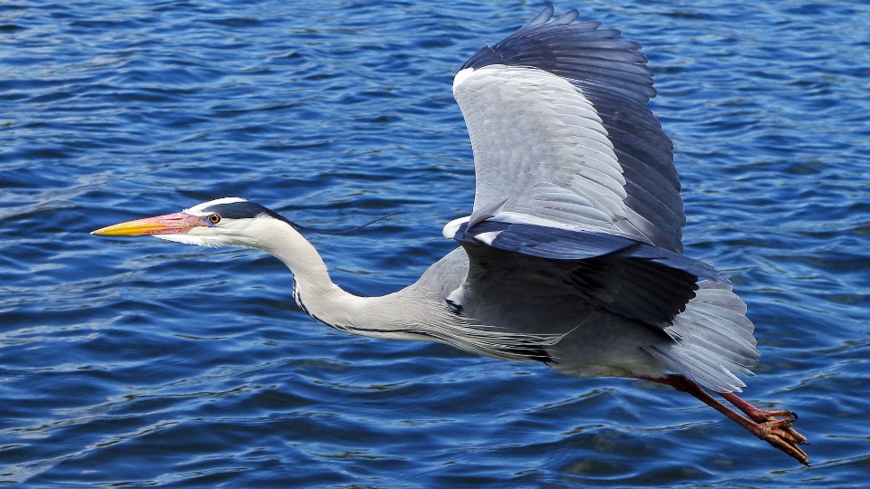 Fliegender Graureiher