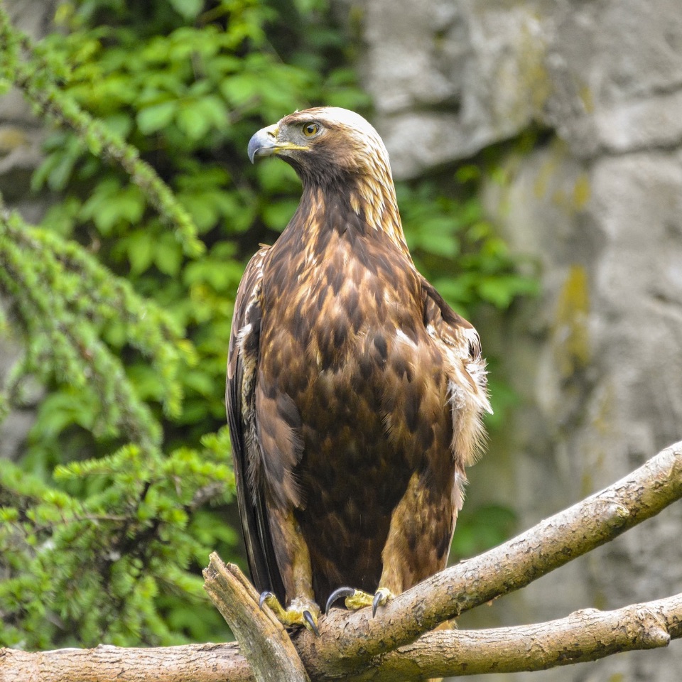 Steinadler