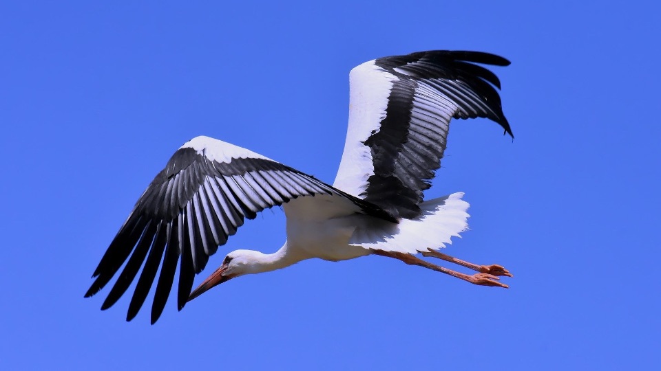 Fliegender Weißstorch