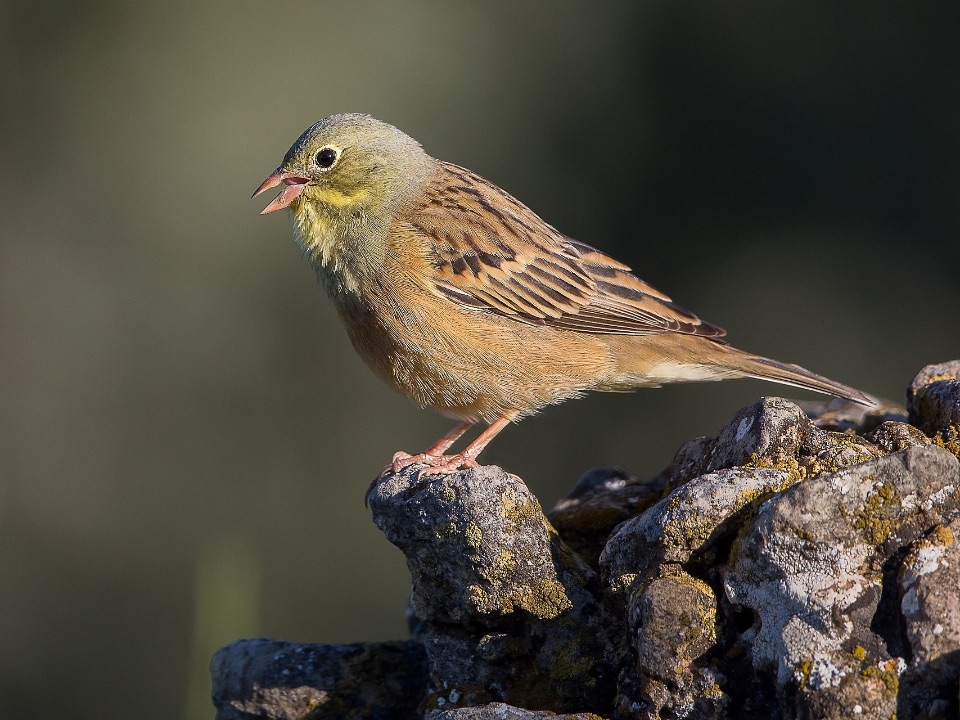 Ortolan