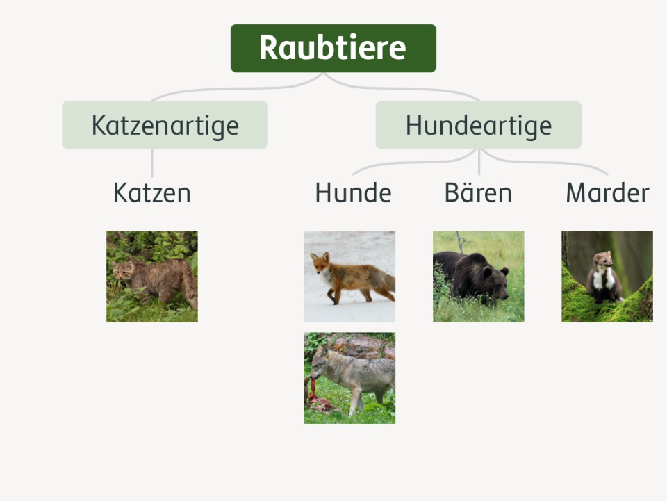 Heimische Raubtiere sind aufgeteilt in Katzenartige wie zum Beispiel Wildkatze und Hundeartige wie Wolf, Fuchs, Braunbär, und Marder