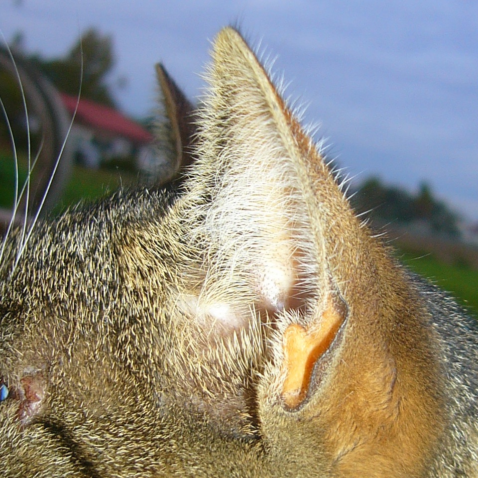 Ohrmuscheln einer Katze