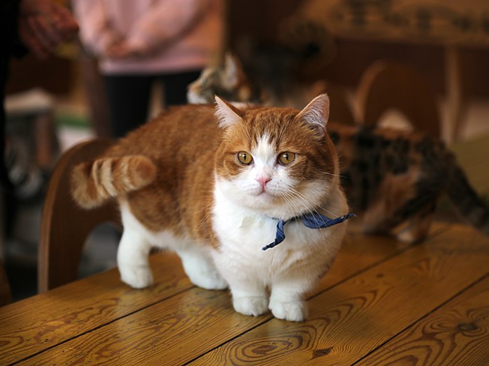 Orange-weiße Katze mit kurzen Beinen steht auf einem Holztisch.