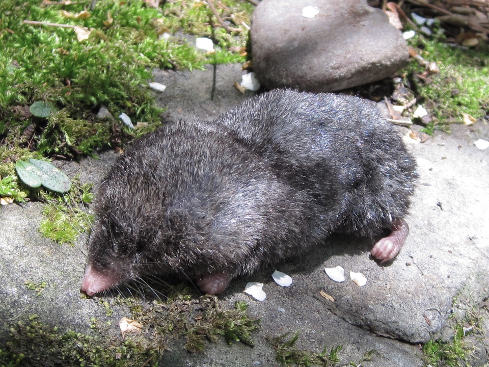 Stummelschwanzspitzmaus