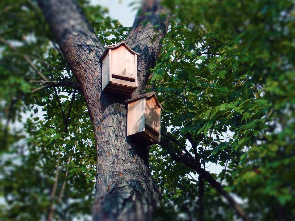 Fledermauskästen auf einem Baum