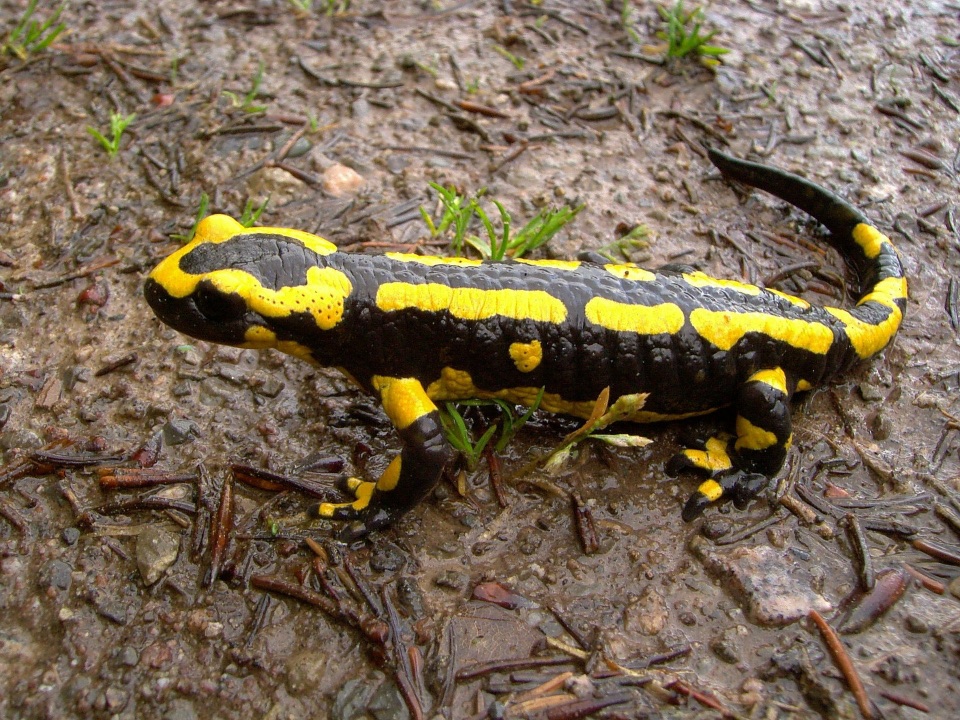 Feuersalamander