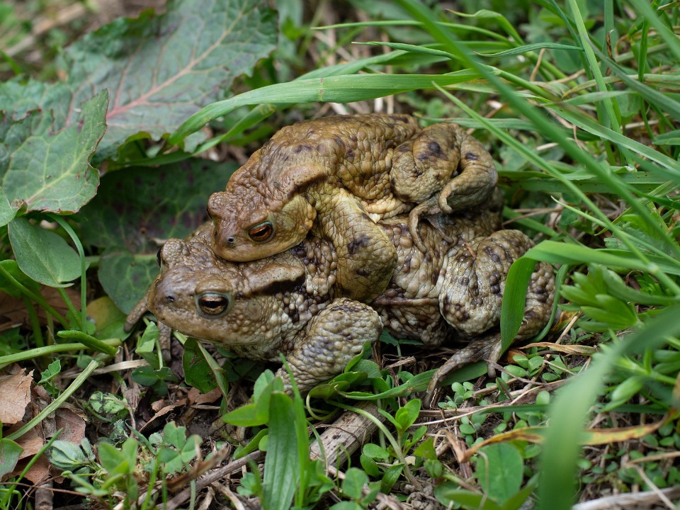 Das kleinere Erdkrötenmännchen hängt am Rücken von einem Weichen