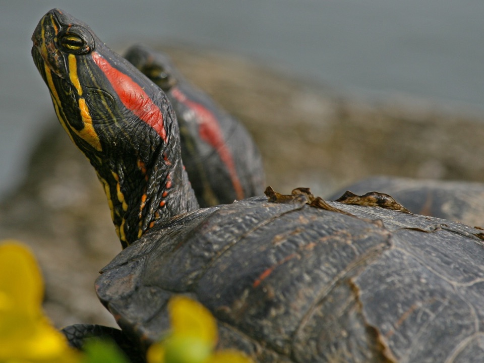 Rotwangen-Schmuckschildkröte