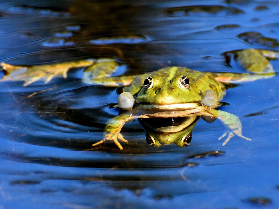 schwimmender Teichfrosch