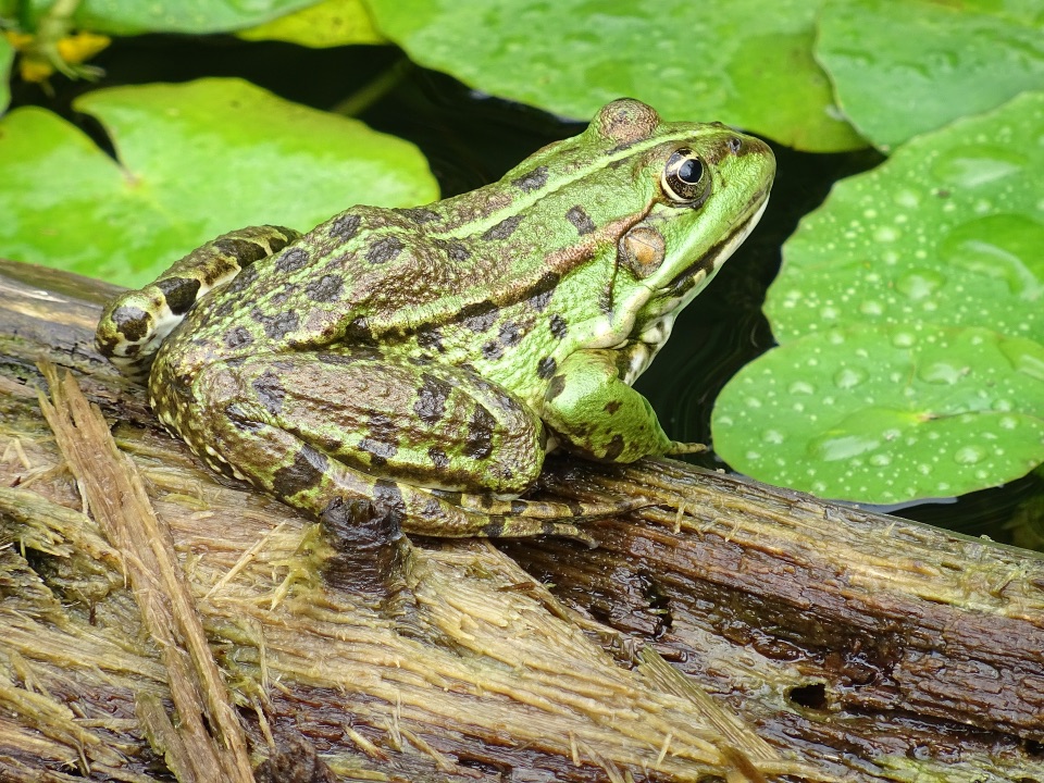 sitzender Teichfrosch