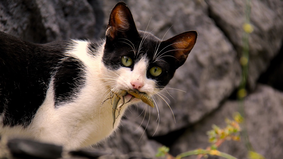 Bild einer Katze mit einer Eidechse im Maul