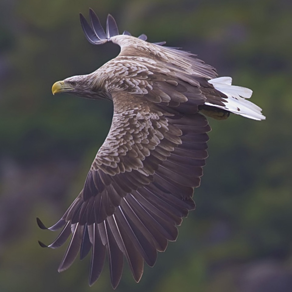 Seeadler