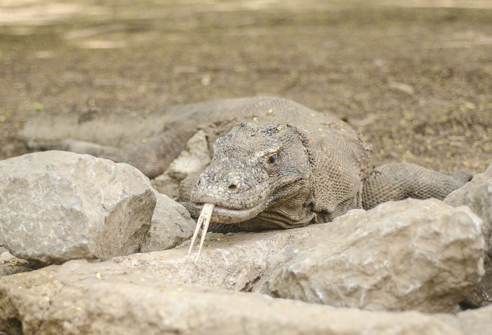 Komodowaran