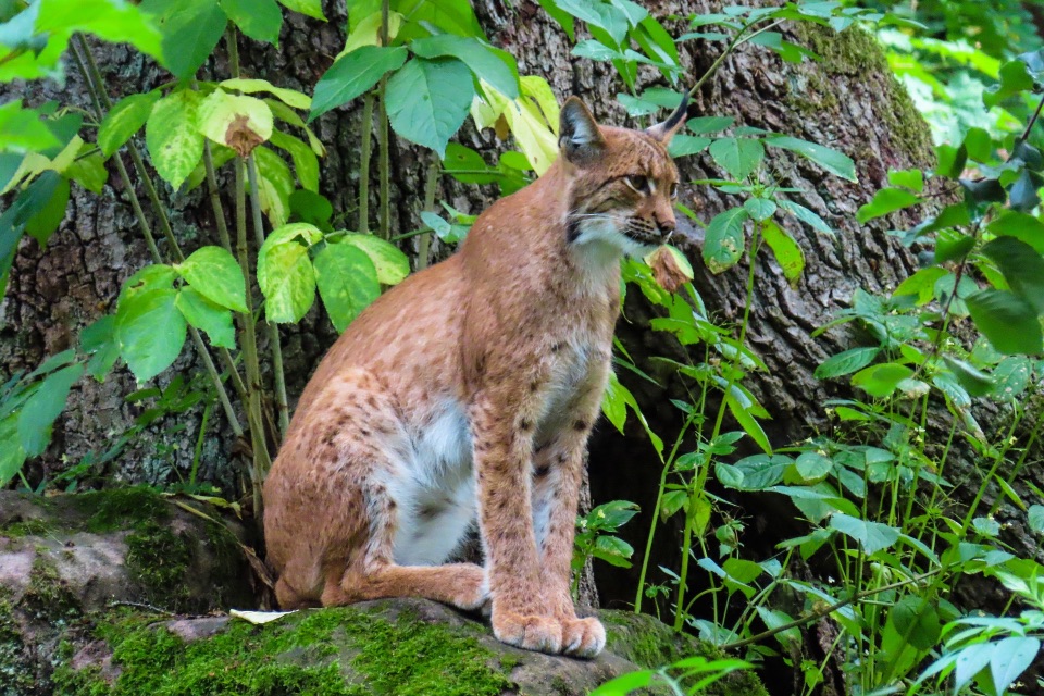 Eurasischer Luchs im Sommer