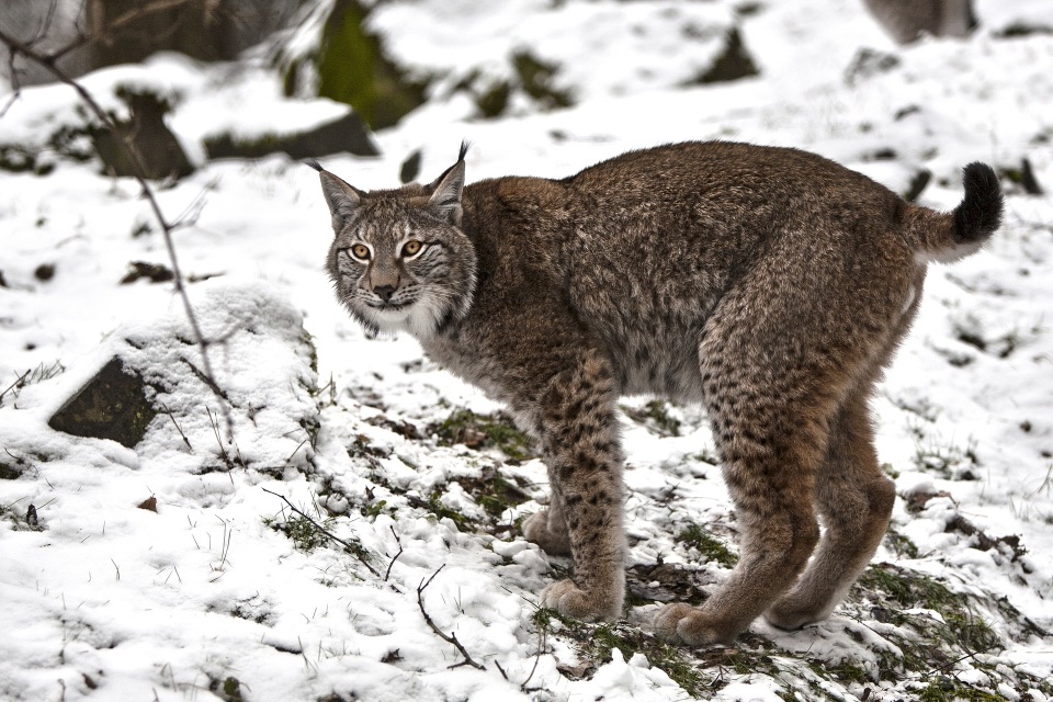 Eurasischer Luchs im Winter