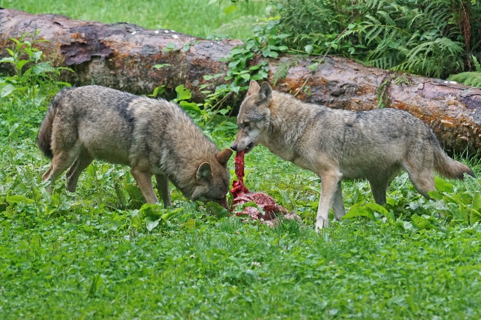 Wölfe mit Beute