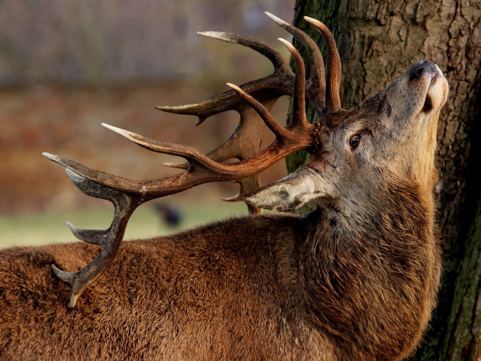 Dieser Hirsch (ein Sechszehnender) weiß sein Geweih gut einzusetzen.