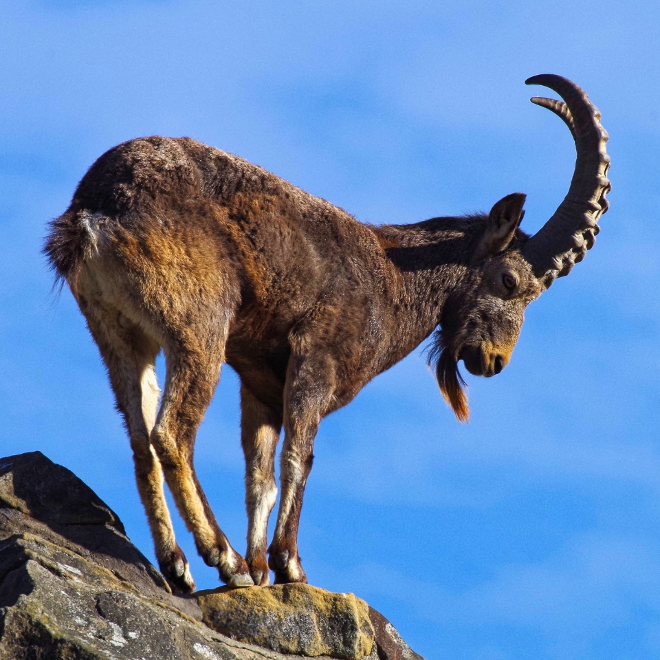 Der Steinbock ist ein guter Kletterer