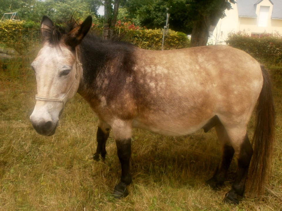 ein brauner Maulesel beim Grasen