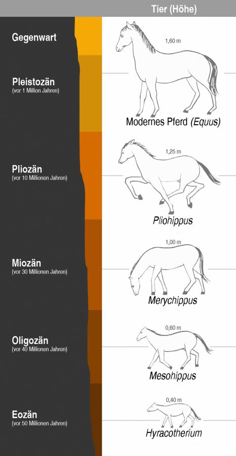 Die Evolution des Pferdes