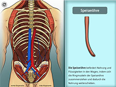 Popup: Innere Organe