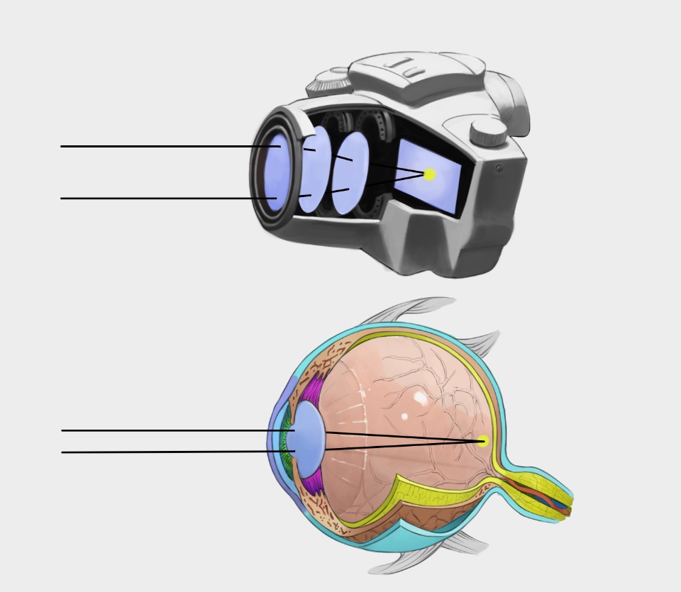 Der Aufbau einer Kamera ist dem eines Auges sehr ähnlich!