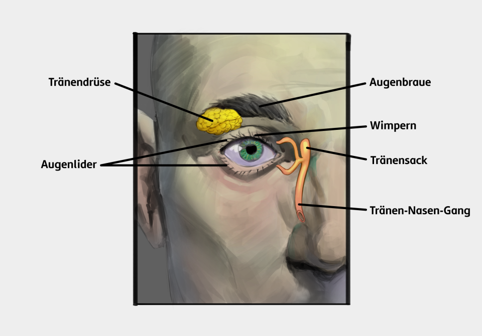 Ein menschliches Auge mit Augenlidern unter und über dem Augapfel. Auf den Lidern befinden sich Wimpern. Über dem Auge liegen die Augenbraunen. Man sieht die Tränendrüse, die in etwa hinter der äußeren Spitze der Augenbraunen liegt. Der Tränenkanal veräuft vom inneren Bereich des Auges Richtung Nase.