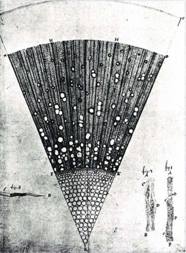Schnitt durch ein einjähriges Eschenholz (Van Leeuwenhoek, um 1700)
