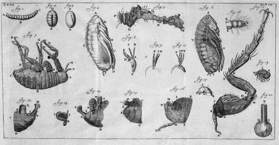 Die Entwicklung eines Flohs (Van Leeuwenhoek, 1695)