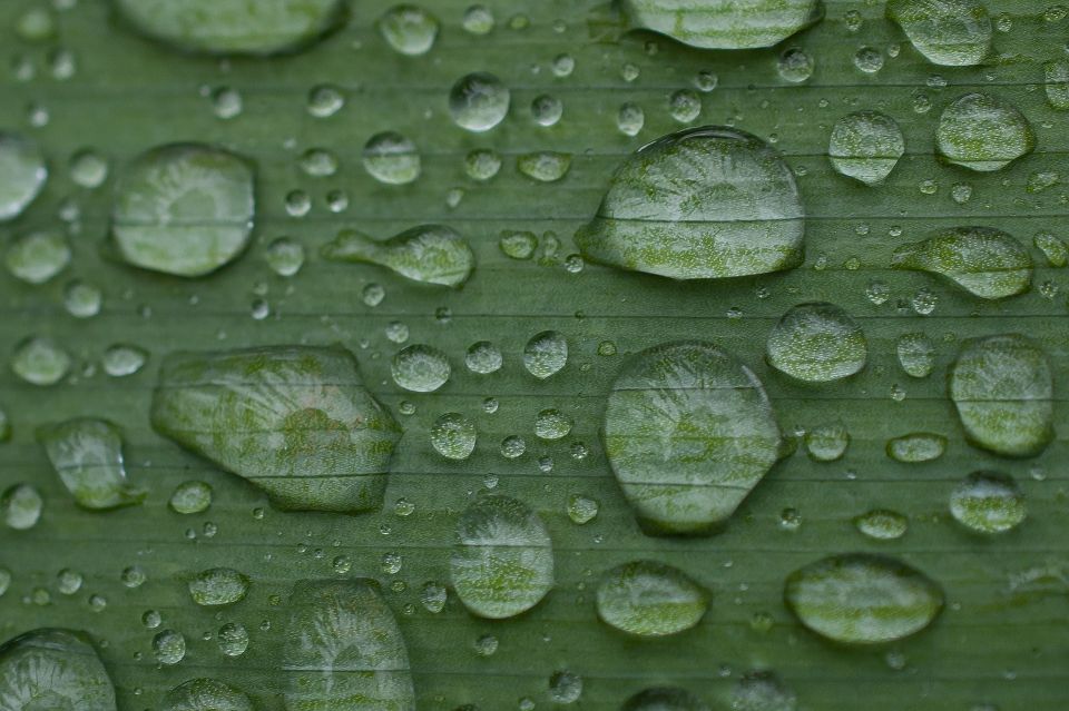 Wassertropfen auf einem Blatt