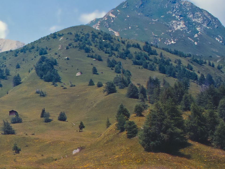 Waldgrenze im Gebirge Osttirols