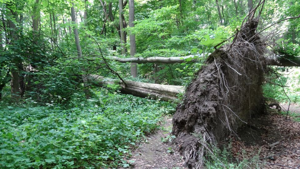 Ein entwurzelter Baum im Naturschutzgebiet Haseder Busch, Landkreis/Stadt Hildesheim, Deutschland